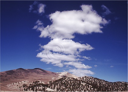 blue sky clouds over mountains, groves of Bristlecone Pine trees, Patriarch Grove picture