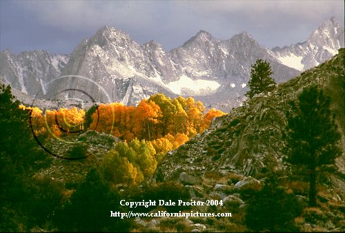 Aspen trees, autumn scenes, nature  photography, California scenic print